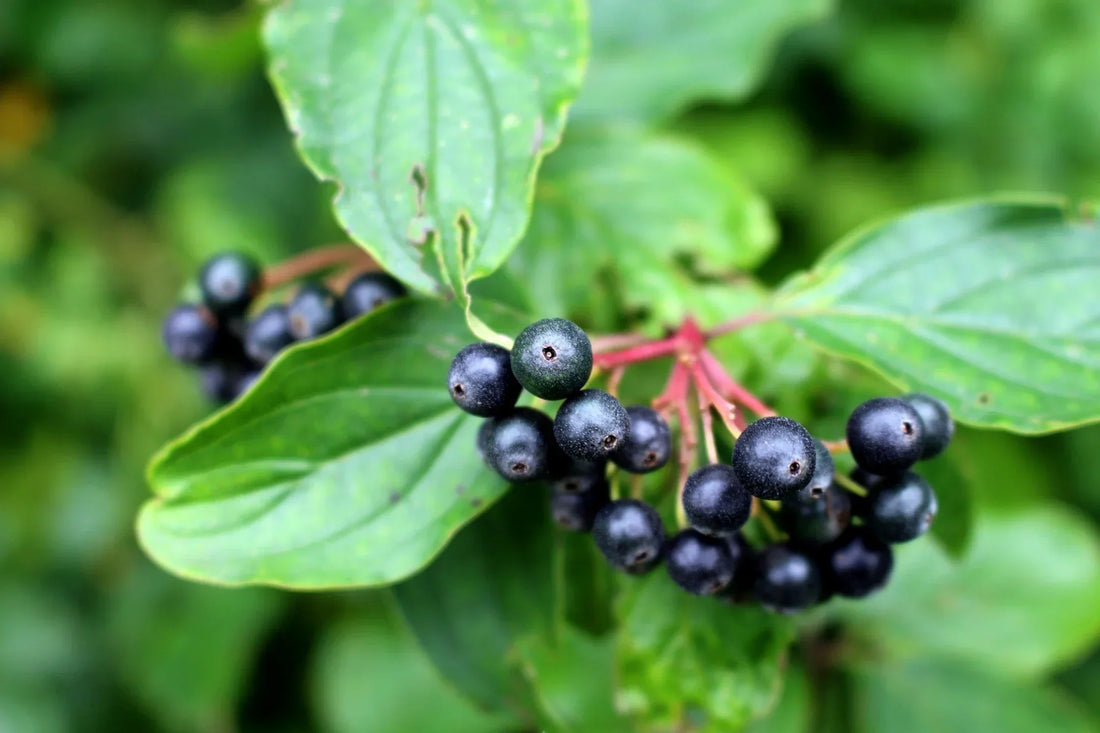 Einsatz von Holunderbeeren zur Vorbeugung von Grippe und Erkältungen
