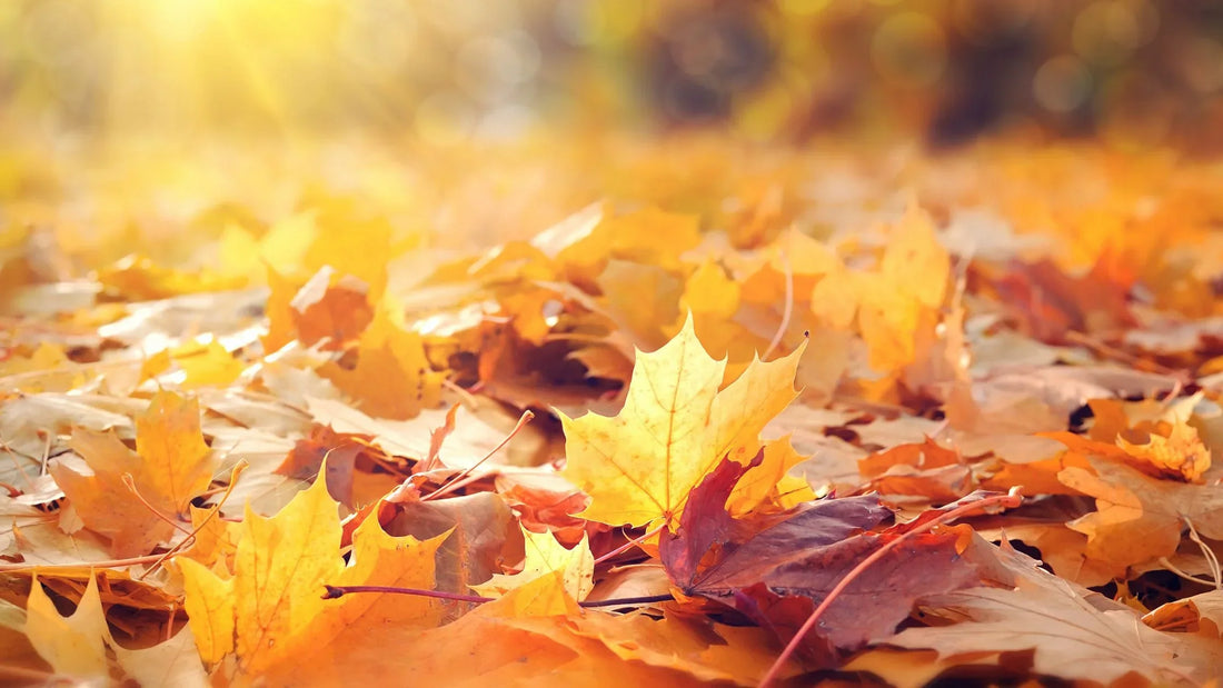 Herbstliche Stärkung des Immunsystems: Nährstoffe für die Erkältungszeit