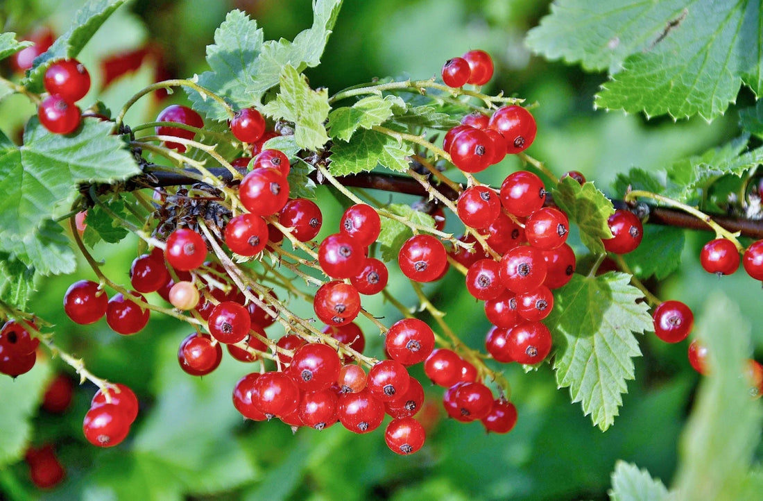 Die Rolle von Schisandra-Beeren bei der Bekämpfung von Wintermüdigkeit: Alles, was Sie wissen müssen