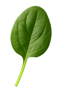 ingredient