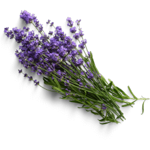 ingredient